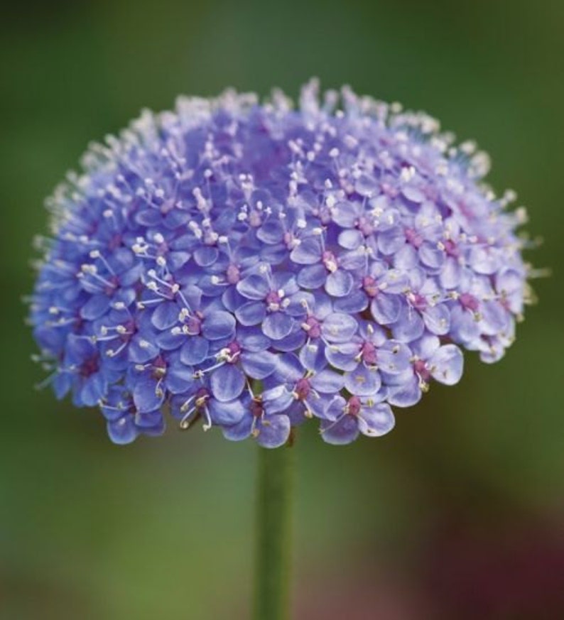 Blue Lace Flower Seeds/Didiscus Caeruleus/Annual 50 image 1