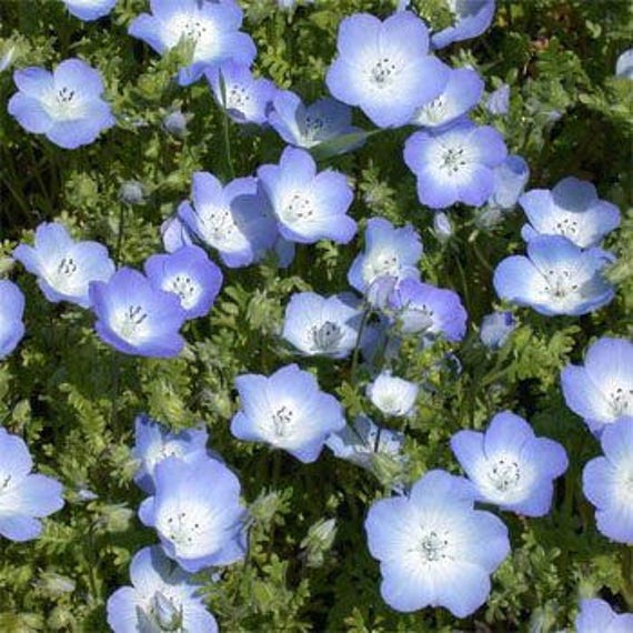 Baby Blue Eyes Flower Seeds Nemophila Menziesii Annual 40 Etsy