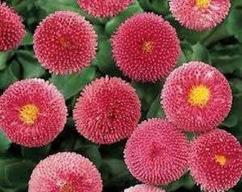 English Daisy Bellis Rose Flower Seeds/Biennial   50+