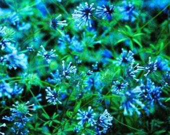 Blue Woodruff Surprise Flower Seeds/Asperula Orentalis/Annual 50+