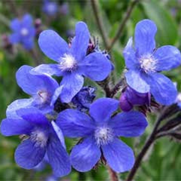 Blue Angel Anchusa Flower Seeds / Perennial 50+