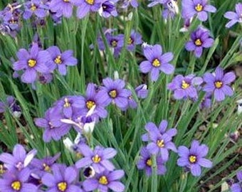 Blue Eyed Grass Flower Seeds/Sisyrinchium/Perennial   30+