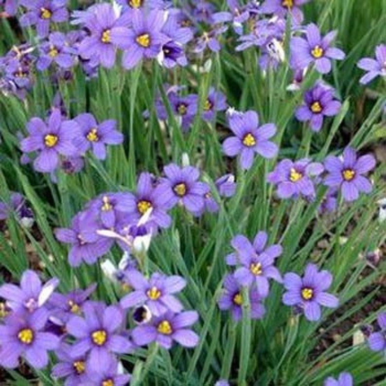 Blue Eyed Grass Flower Seeds/Sisyrinchium/Perennial 30 image 1