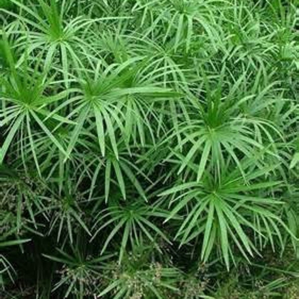 Umbrella Plant Flower Seeds/Cyperus Alternifolius/Perennial   100+