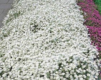 Snow in Summer Cerastium Flower Seeds/Tomentosum/Perennial   85+