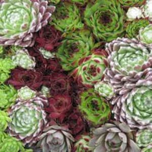 Hybridum Hen & Chicks-Ground Plant Seed/Sempervivum/Perennial 40+