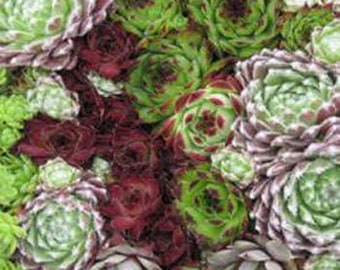 Hybridum Hen & Chicks-Ground Plant Seed/Sempervivum/Perennial    40+