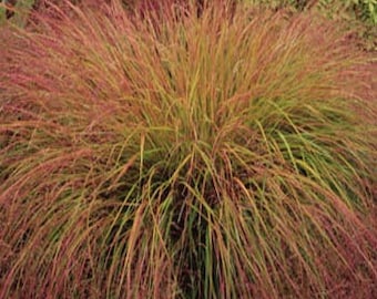 Pheasant Tails Ornamental Grass Seeds/Stipa Arundinacea/Perennial   50+