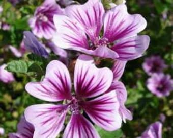 Zebrina Hollyhock Flower Seeds/Malva Sylvestris/Perennial    30+