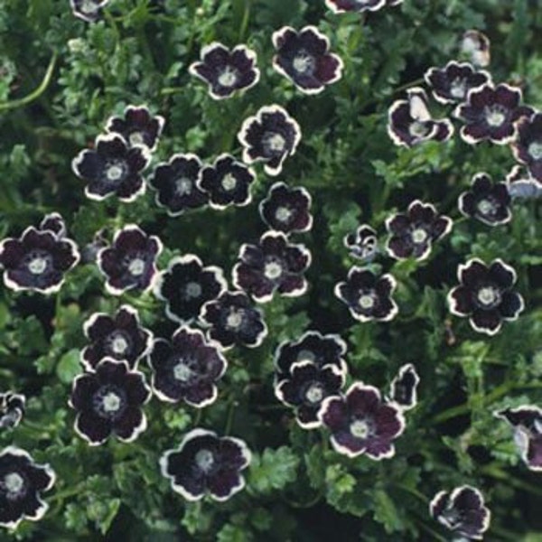 Pennie Black Nemophila Flower Seeds/Discoidalis/Annual   50+