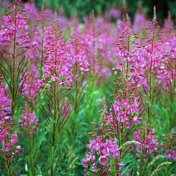 Rosey Fireweed Flower Seeds/epilobium Angustifolium/perennial | Etsy