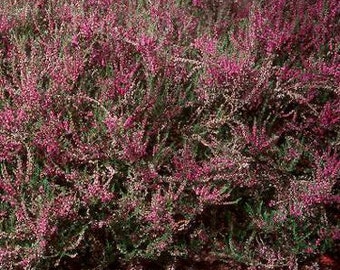 Pink Scotch Heather fleur graines/Calluna Vulgaris/vivace 30 +