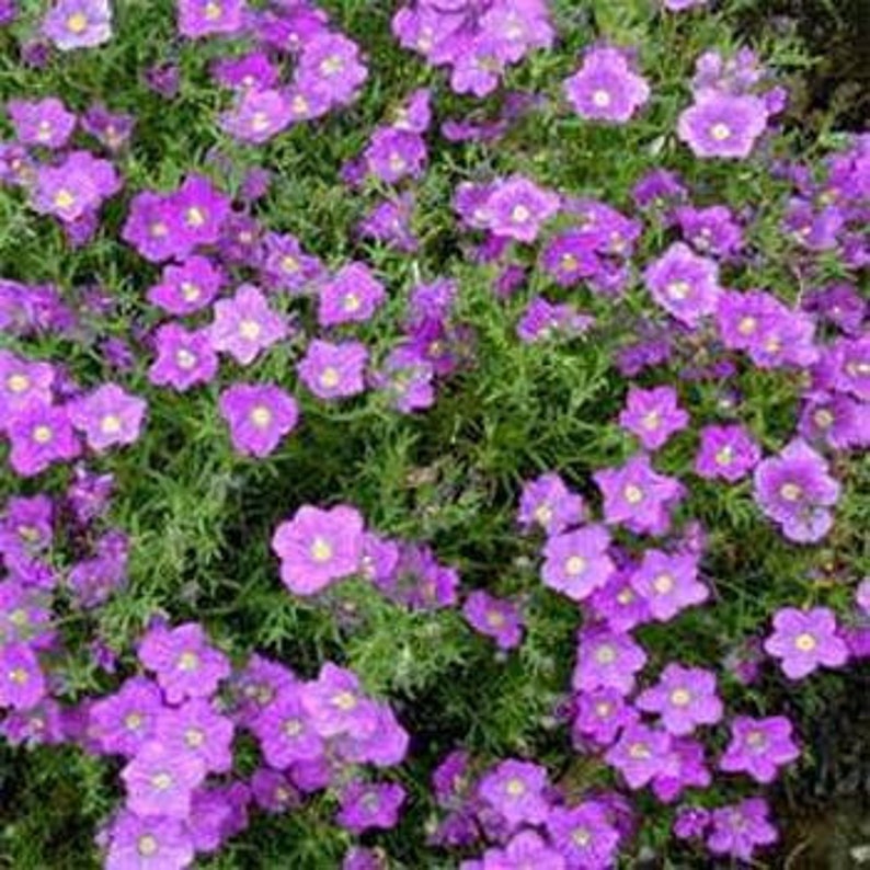 Nierembergia Purple Robe Flower Seeds/Hippomanica/Perennial 75 image 1