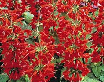 Scarlet Red Sage Flower Seeds/ Salvia/Perennial  100+