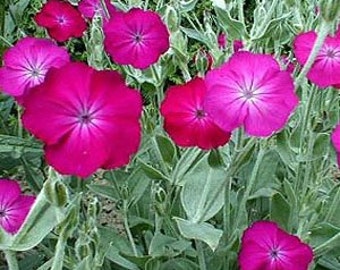 Rose Campion Lychnis Coronaria Flower Seeds / Perennial 50+