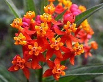 Bloodflower Butterfly Weed Flower Seeds / Asclepias /Perennial 30+