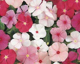 Vinca Periwinkle Mix Flower Seeds/Annual   40+