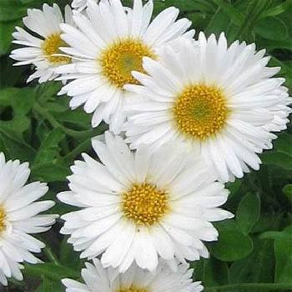 Flor de Aster blanco perenne de Alpinus de semillas 40 - Etsy España