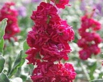 Ten Week Stock Crimson Flower Seeds/Matthiola Incana/Annual 50+