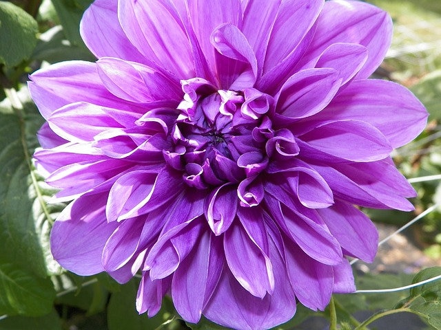 Opera Violet Dahlia Flower Seeds / Annual 25+