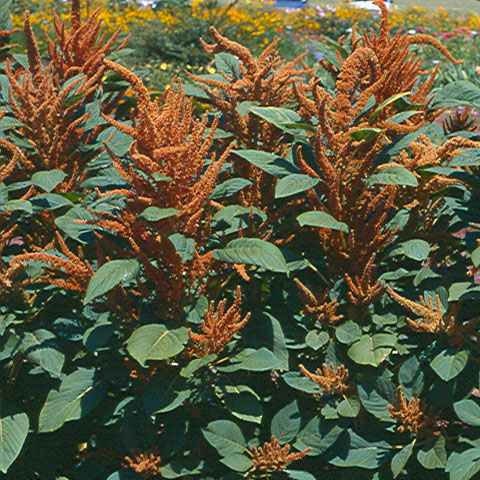 Fast Annual Flower Seeds Amaranthus TRICOLOR SPLENDENS PERFECTA 40