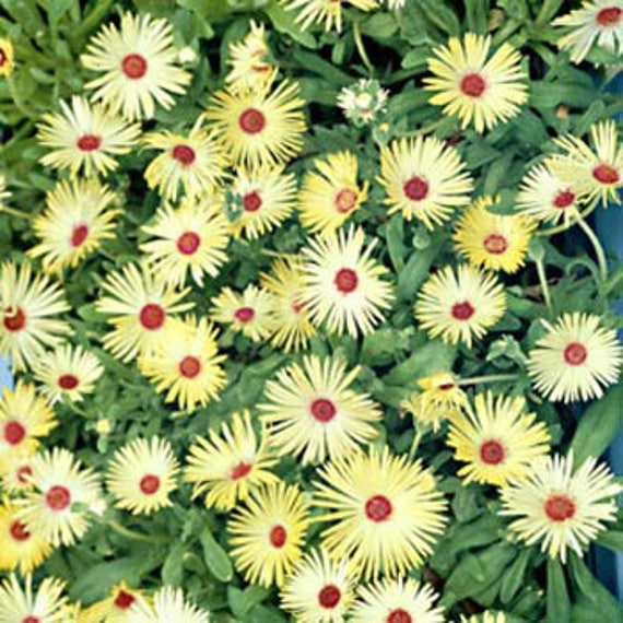 Yellow Ice Plant Flower Seeds Dorotheanthus Bellidiformis Etsy