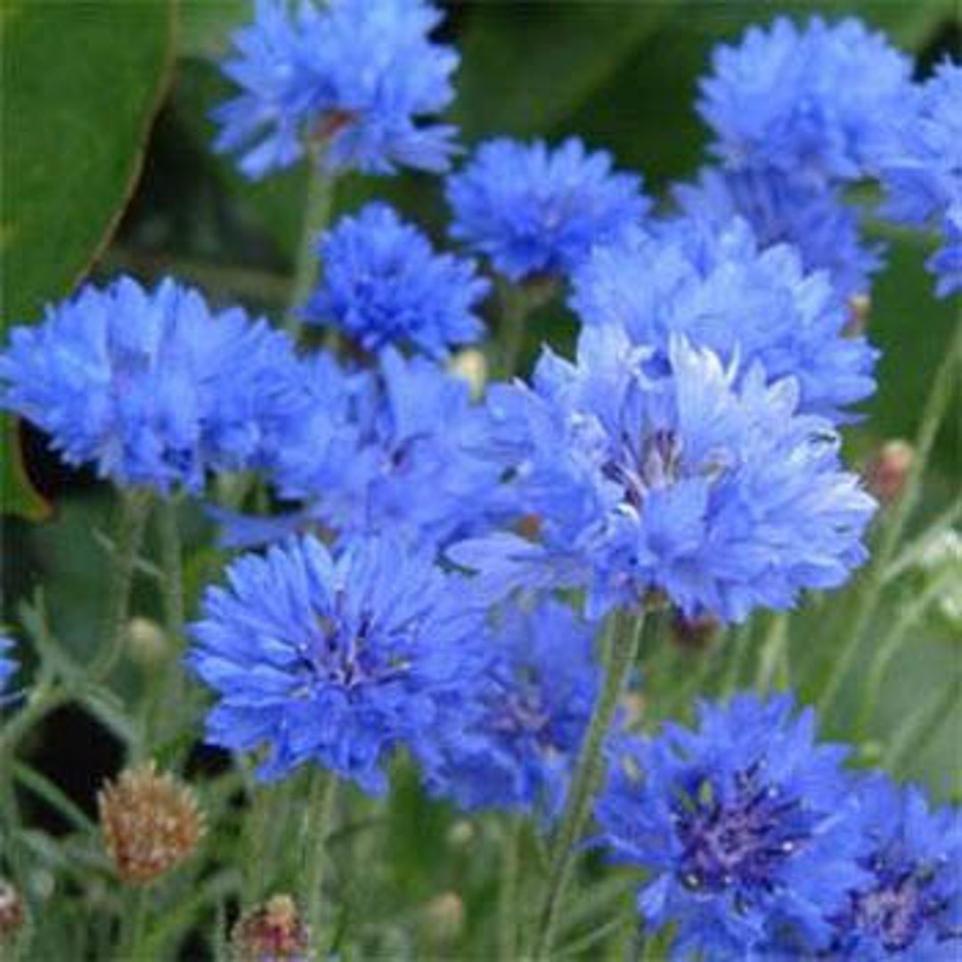 Blue Centaurea Cyanus Cornflower Flower Seeds/annual 50 Etsy