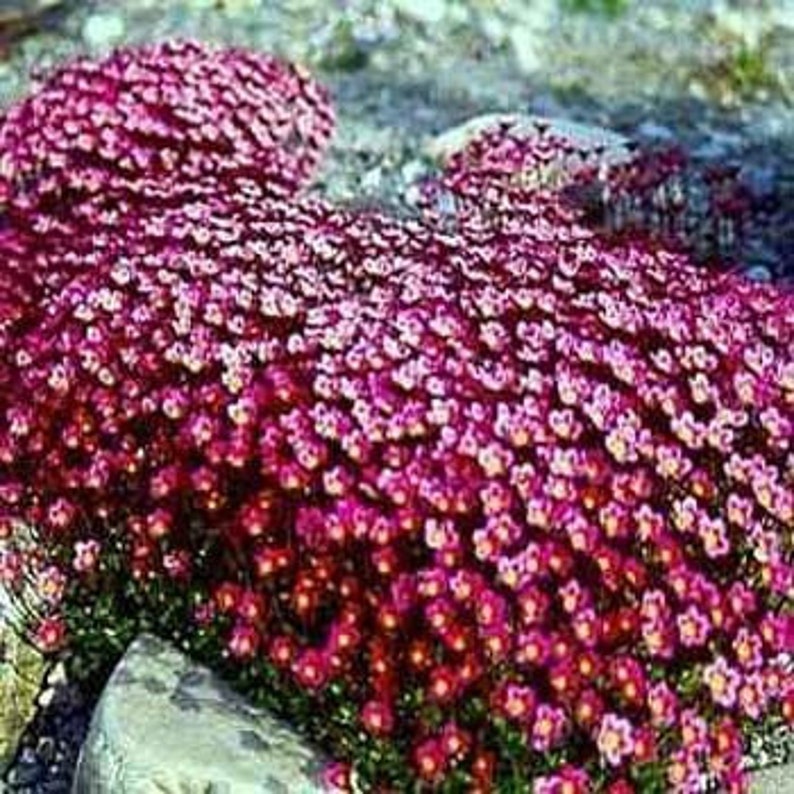 Saxifraga Purple Robe Flower Seed/Arendsii/Perennial 75 image 2