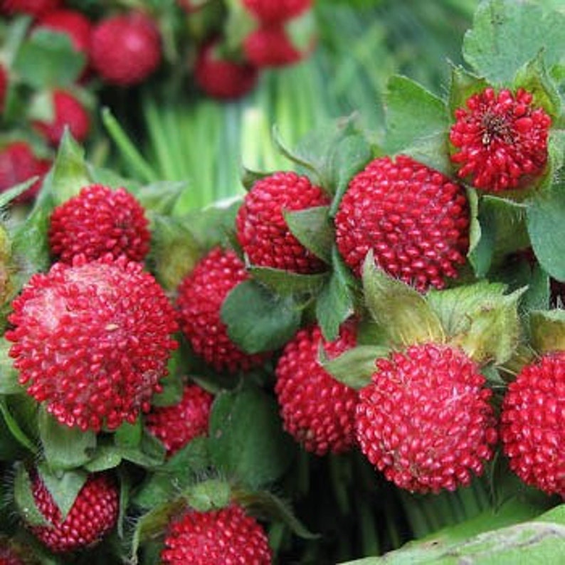 Indian Strawberry Mock Fruit Plant Seed/Duchesnea Indica Tuttifrutti/Perennial 75 image 1