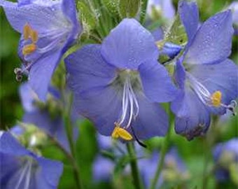 Blue Pearl Jacob's Ladder Flower Seeds/Perennial  70+