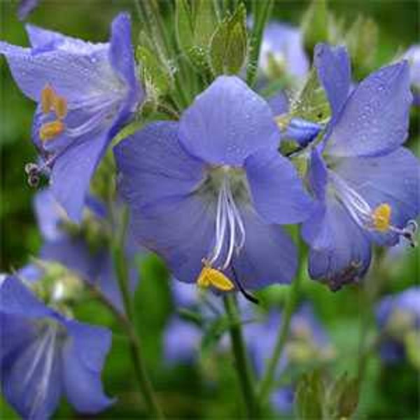 Blue Pearl Jacob's Ladder Flower Seeds/Perennial  70+