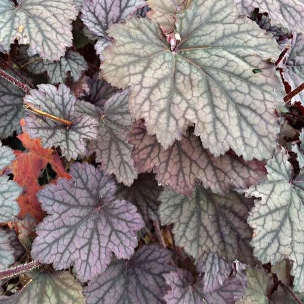 Heuchera Americana Herb Seed/Perennial    40+