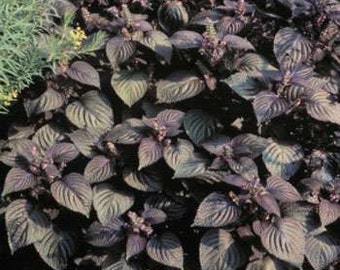 Wild Purple MInt Basil Beefsteak Plant Herb Seeds/Perilla Frutescens/Annual     30+