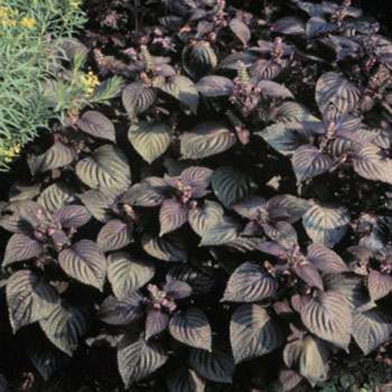 Wild Purple Mint Basil Beefsteak Plant Herb Seeds/perilla Frutescens