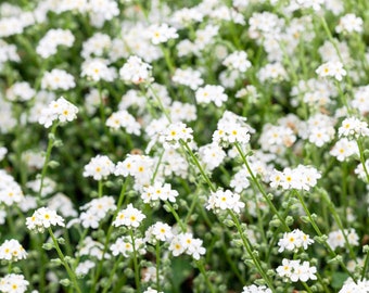 White Forget-Me-Not Flower Seeds/Myosotis Sylvatica/Perennial  75+