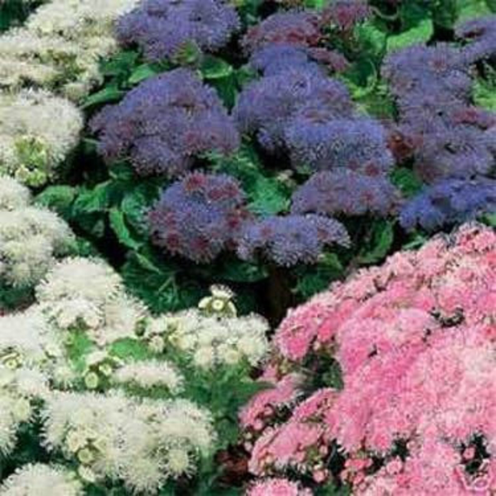 Ageratum Mexicanum Mix Flower Seeds/annual 50 - Etsy
