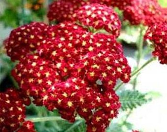 Red Yarrow Rubra Flower Seeds/Perennial  100+