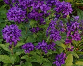 Purple Campanula Bellflower Flower Seeds/Superba/Perennial   50+