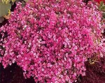 Crimson Baby's Breath Elegans Gypsophila Flower Seeds/Annual  100+