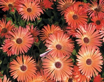 Orange Ice Plant Flower Seeds/Dorotheanthus Livingstone Daisy/Perennial   50+