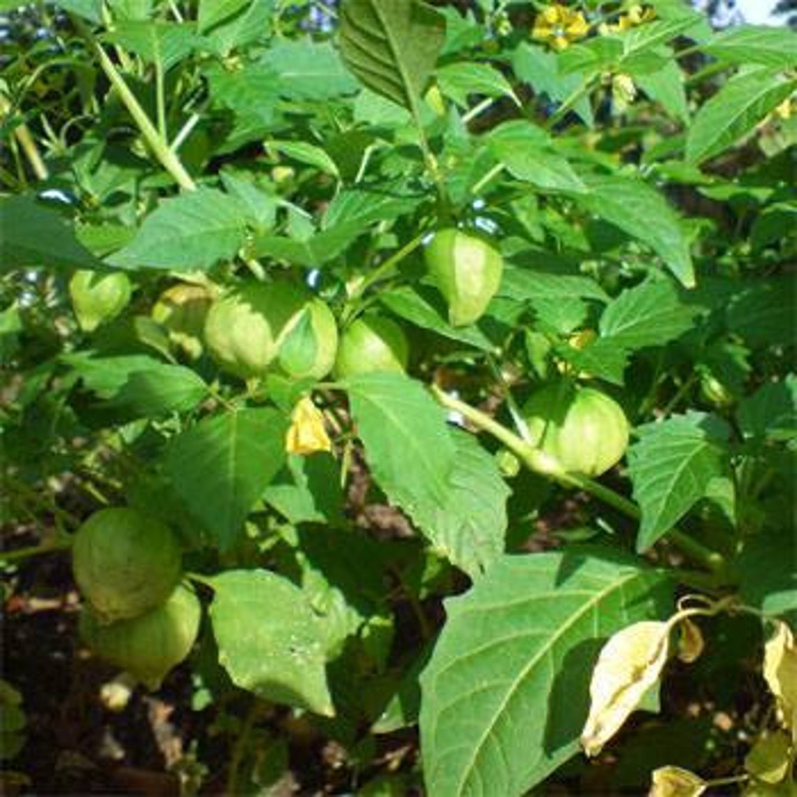 Cape Gooseberry Plant Seeds/physalis Peruviana/perennial 35 Etsy