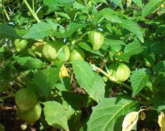 Cape Gooseberry Plant Seeds/Physalis Peruviana/Perennial   35+