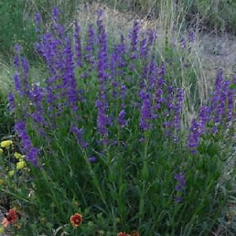 Rocky Mountain Penstemon Flower Seeds/Strictus/Perennial 75 image 1