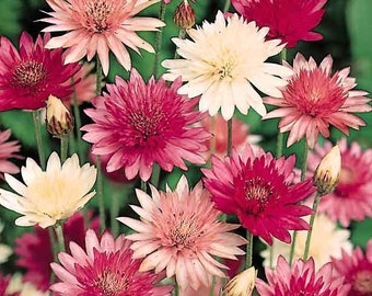 Xeranthemum Lumina Mix Flower Seeds / Annual 75+