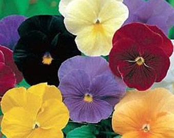 Clear Crystals Mix Viola Pansy Flower Seeds/Biennial  35+