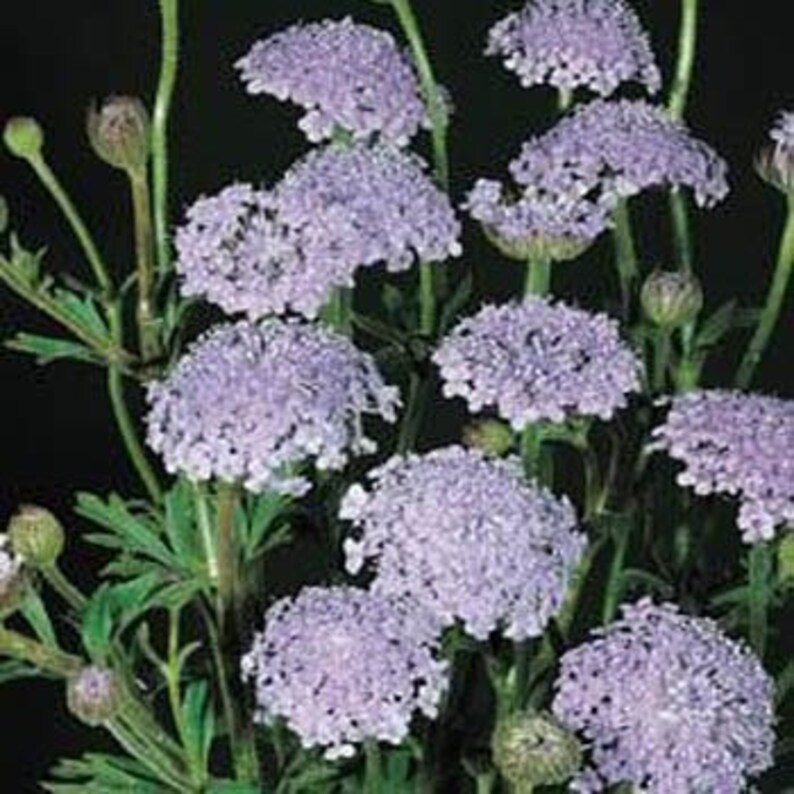 Blue Lace Flower Seeds/Didiscus Caeruleus/Annual 50 image 2