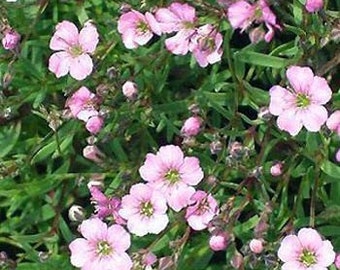 Pink Baby's Breath Elegans Gypsophila Flower Seeds/Annual  100+