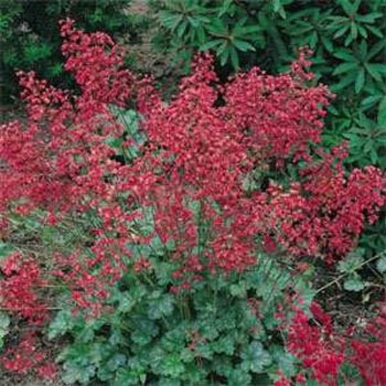 Coral Bells Firefly/Heuchera Sanguinea/Perennial 75 image 1