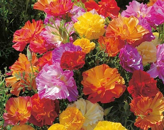 Thai Silk Bush Mix Flower Seeds/Californica Poppy/Annual   40+