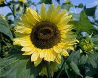 Lemon Queen Sunflower Flower Seeds/Helianthus Annuus/Annual    40+